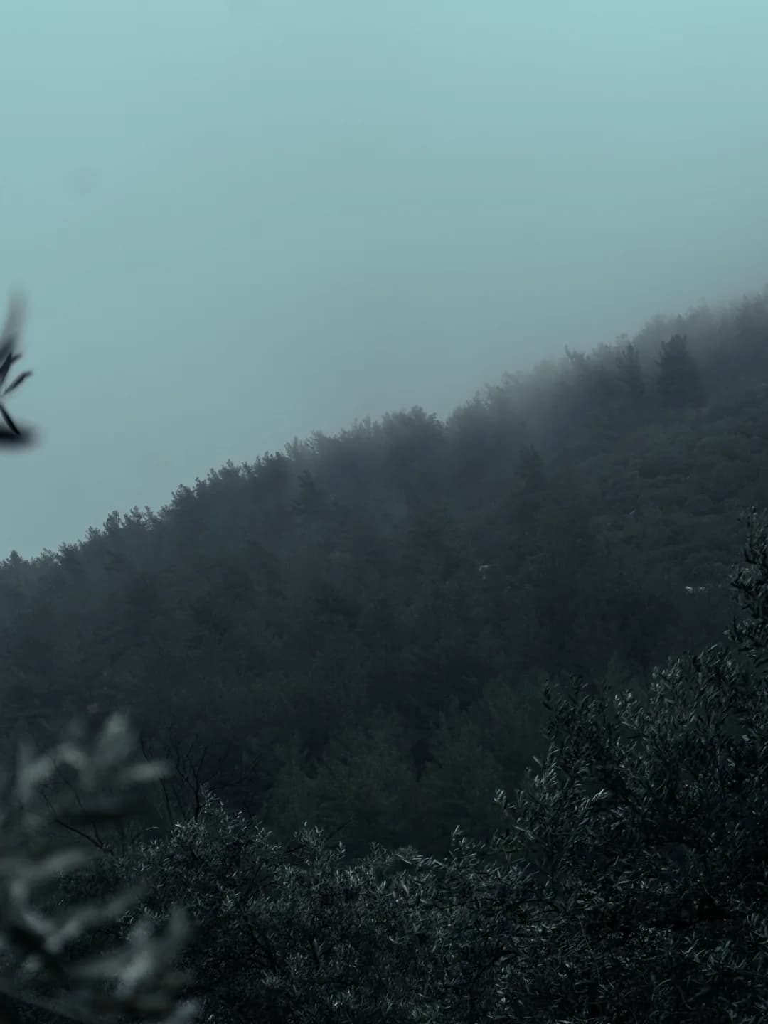 Tall trunks fading back into fog, layer on layer. Diffused grey light, desaturated greens, still and quiet.