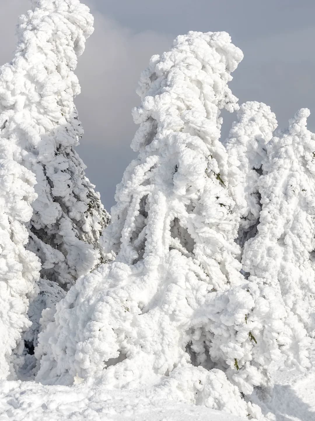 Snow-laden branches against a pale winter sky, weight pulling the boughs down. Cold blue-white, high key, minimal.
