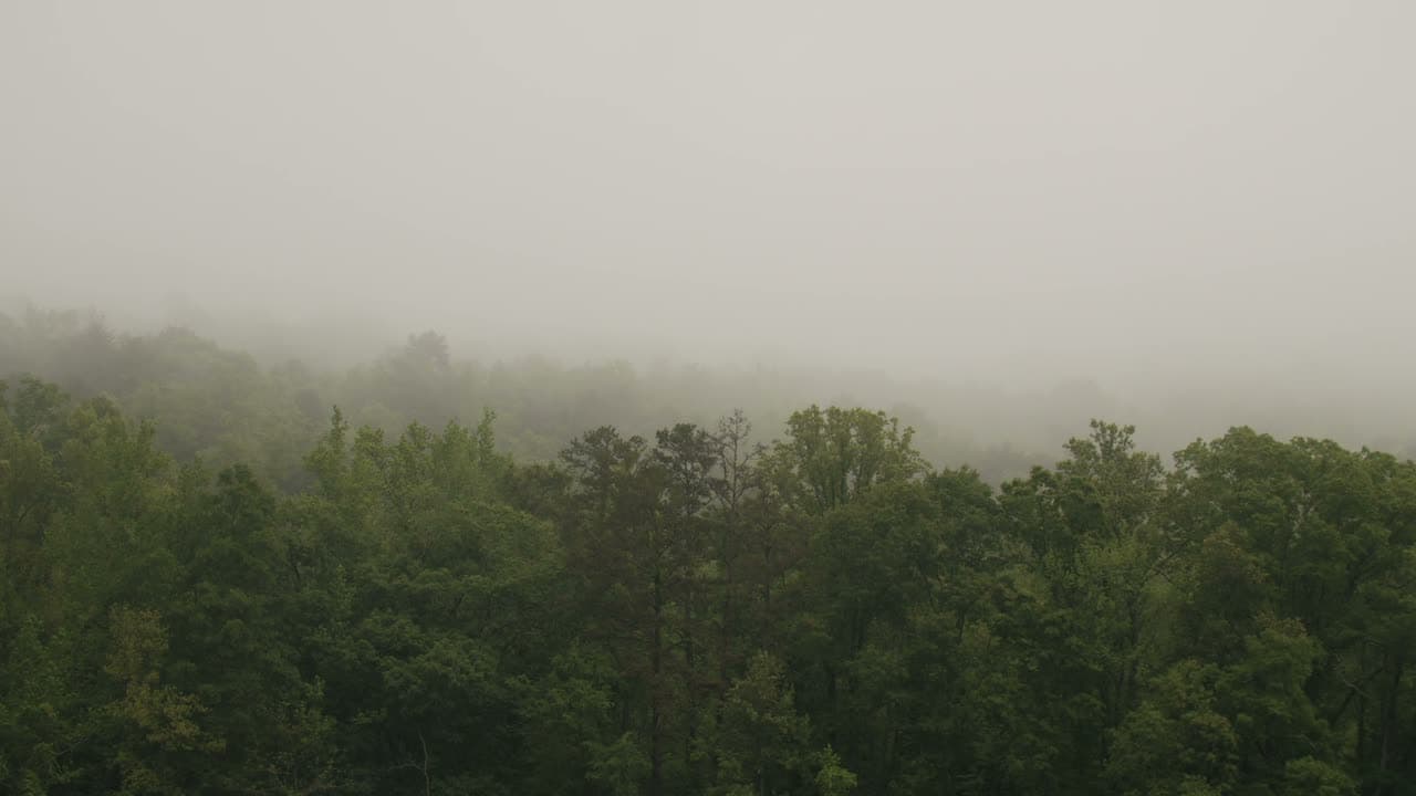 Fog drifts between tall pines, camera creeping forward at eye level. Light filters through in soft shafts. Muted greens, quiet and eerie.
