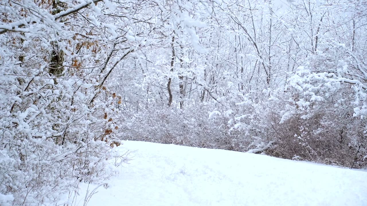 Snow falls steadily through a stand of dark pines, flakes catching the light as they pass. Static wide, cold blue-grey, hushed.